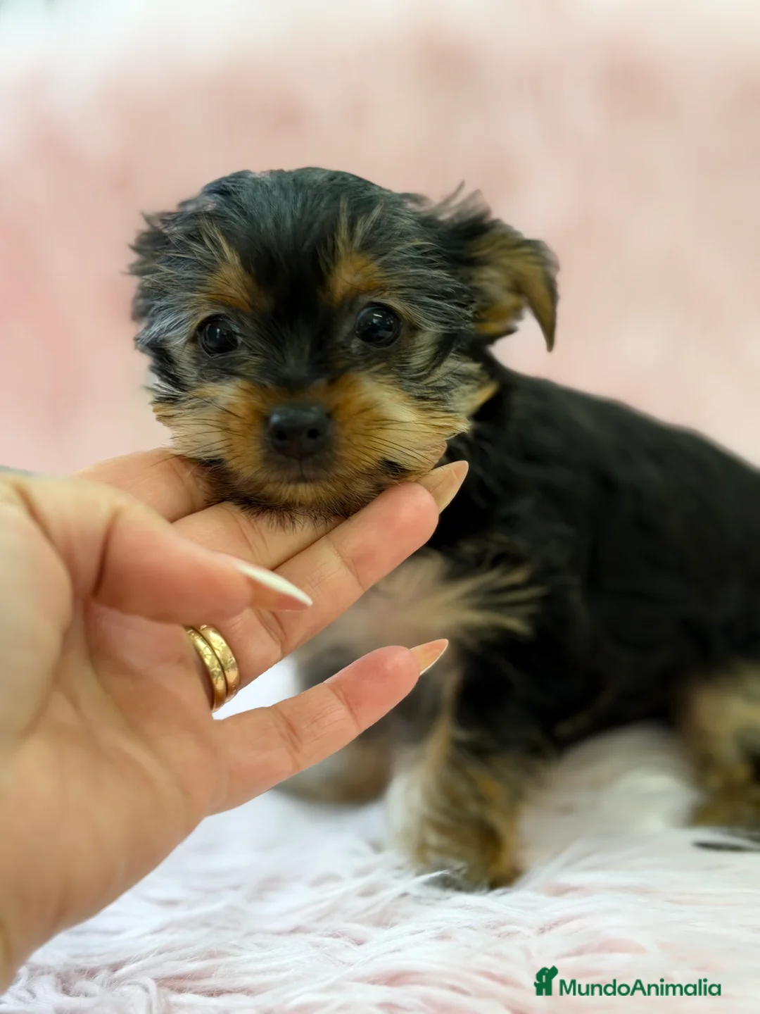 Yorkshire Terrier perros en venta: Yorkshire Toy hembra  - Anuncio 4