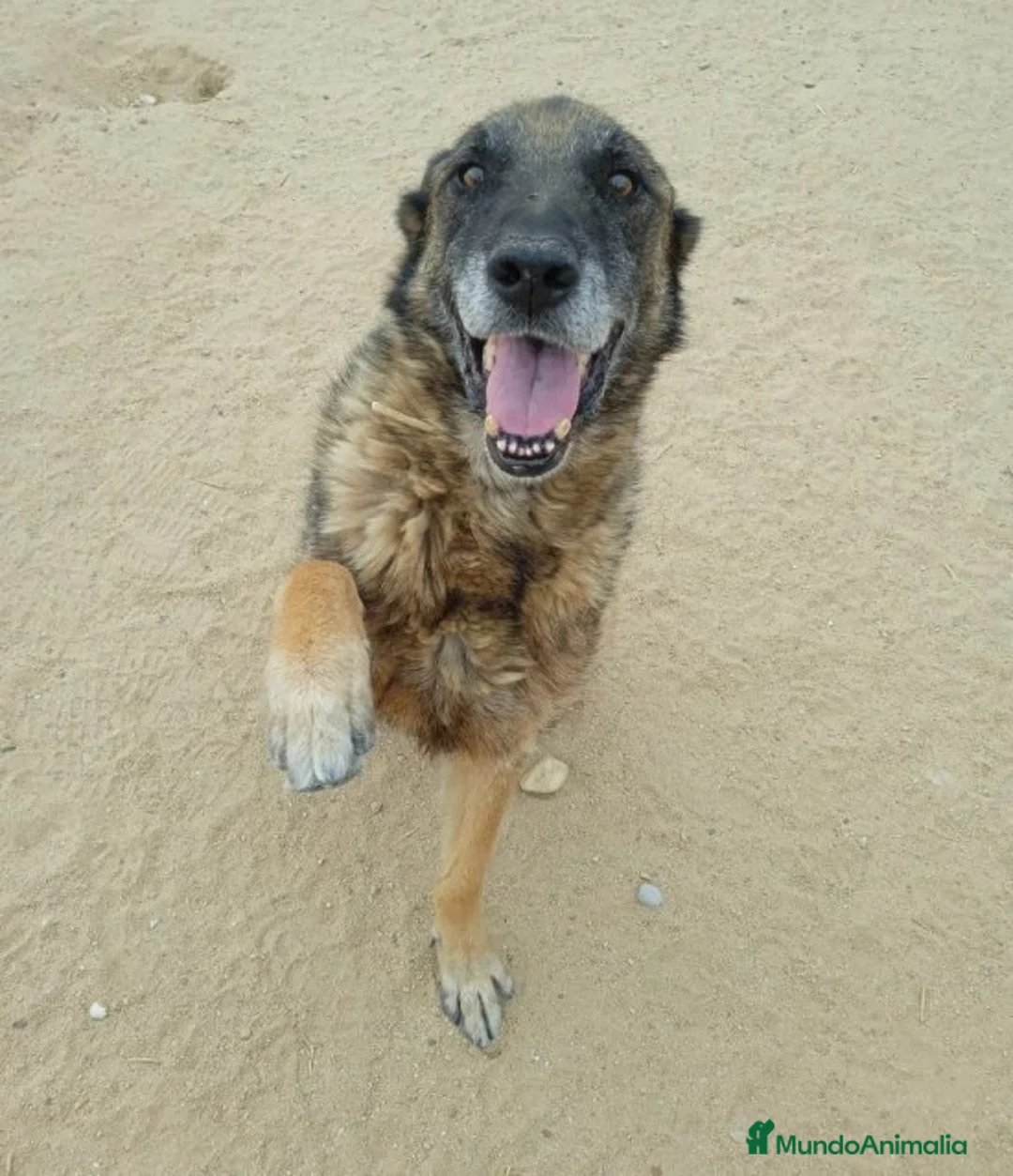 Raza Mixta perros en adopcion: BANDI, EN ADOPCIÓN en Madrid - Anuncio 4