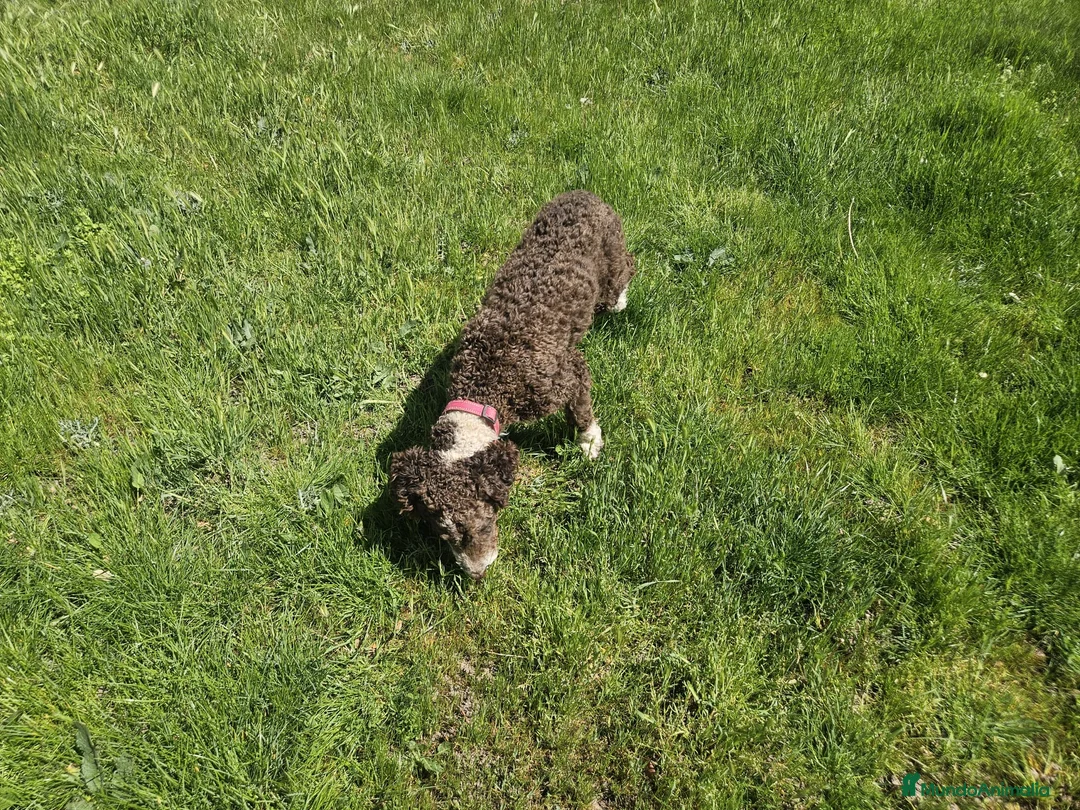 Perro de Agua Español perros en venta: Perro de aguas 8 meses - Anuncio 2