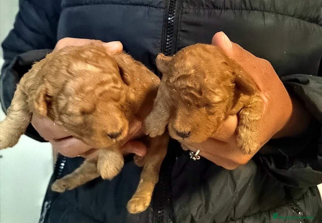 Caniche Toy perros en venta: Caniche rojo toy - Anuncio 1