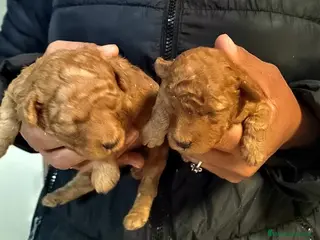 Caniche Toy perros Caniche rojo toy - Anuncio 1