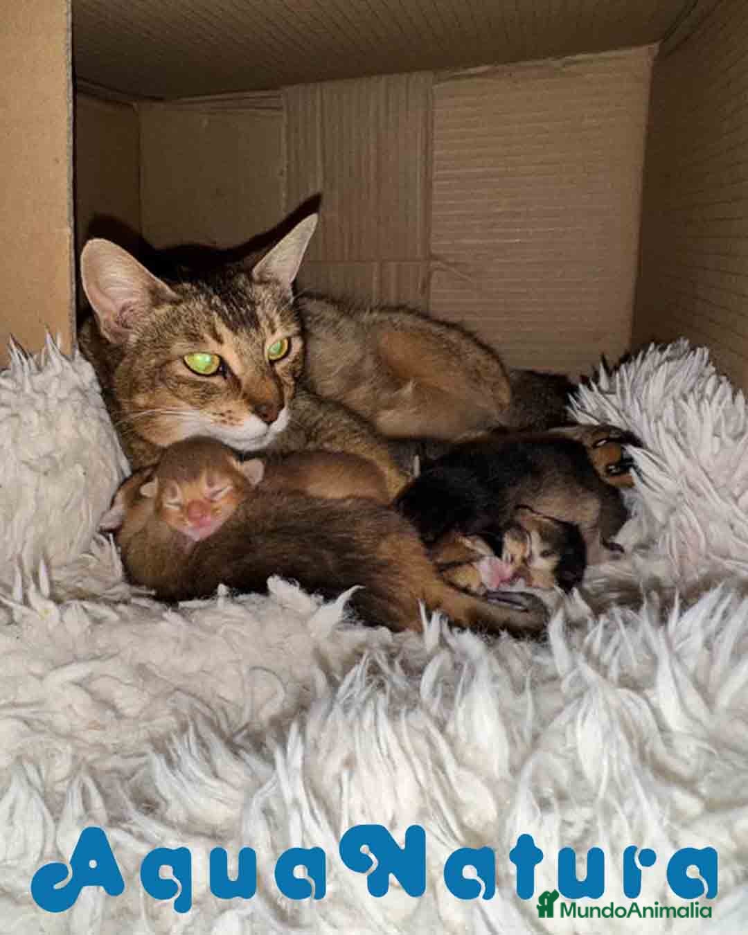 Abisinio gatos Camada Abisinio de Santa AQUANATURA en Barcelona - Anuncio 3