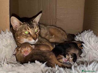 Abisinio gatos Camada Abisinio de Santa AQUANATURA en Barcelona - Anuncio 14