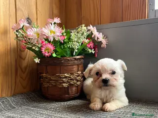 Bichón Maltés perros 🐶Preciosos cachorritos de Bichon Maltés🐾 - Anuncio 5