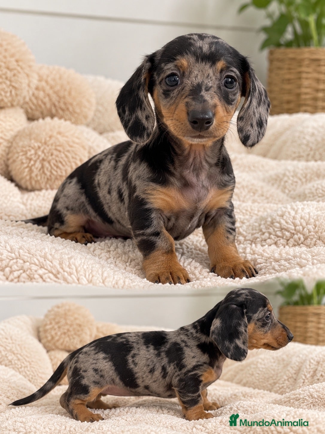 Teckel Miniatura perros en venta: TECKEL MINI ARLEQUÍN🐶 - Anuncio 5
