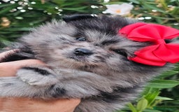 Pomerania perros en venta: Bebés Pomerania exoticos - Imagen 6