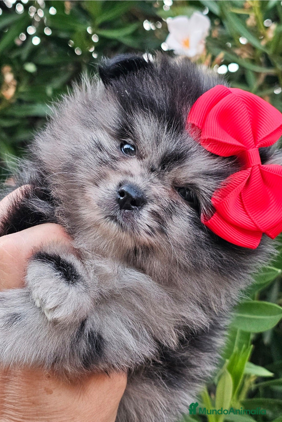 Pomerania perros en venta: Bebés Pomerania exoticos - Imagen 6