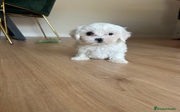 Maltipoo perros en venta: Maltipoo  - Imagen 3