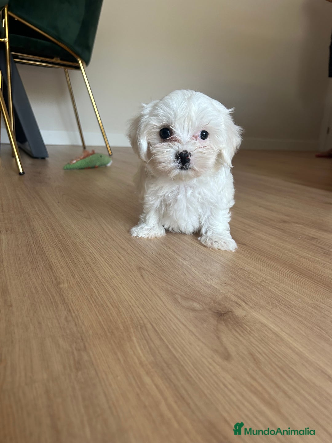 Maltipoo perros en venta: Maltipoo  - Imagen 3