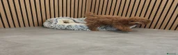 Caniche Toy perros en venta: Caniche Toy Apricot 🐩♂️ - Anuncio 16