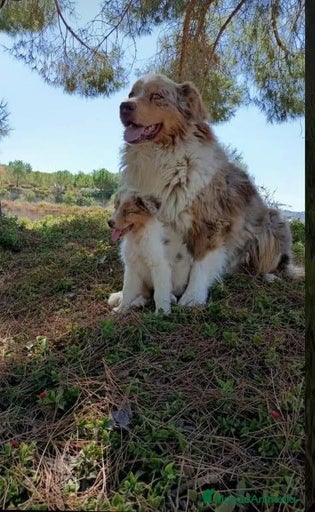 Imagen de galería {{count}}