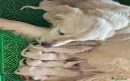 Golden Retriever perros en venta: CAMADA DE GOLDEN RETRIEVER  en Barcelona - Imagen 1