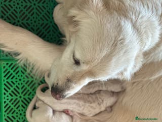 Golden Retriever perros CAMADA DE GOLDEN RETRIEVER en Barcelona - Anuncio 18