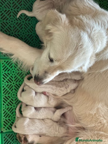 Golden Retriever perros en Barcelona - Anuncio 17