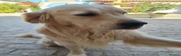 Golden Retriever perros para monta: Golden Retriever para montas en Sevilla - Anuncio 5