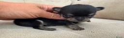 Chihuahua perros en venta: Machos chihuahuas exóticos rusos cabeza  manzana  - Anuncio 3
