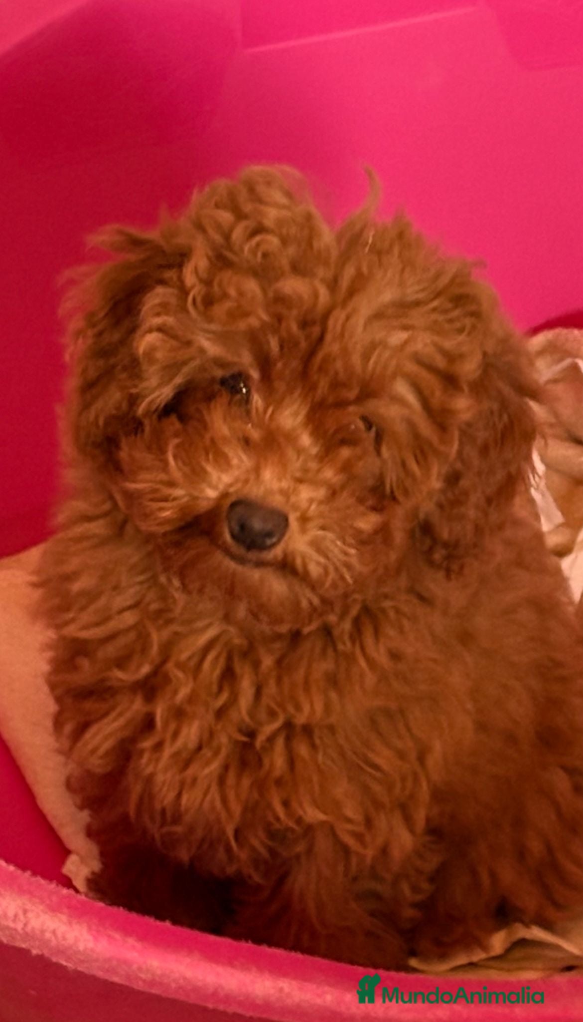 Caniche Mediano perros Caniche Rojo precioso - Anuncio 1