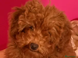 Caniche Mediano perros Caniche Rojo precioso - Anuncio 7