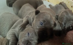 Bulldog Francés perros en venta: Bulldog francés  en León - Imagen 7