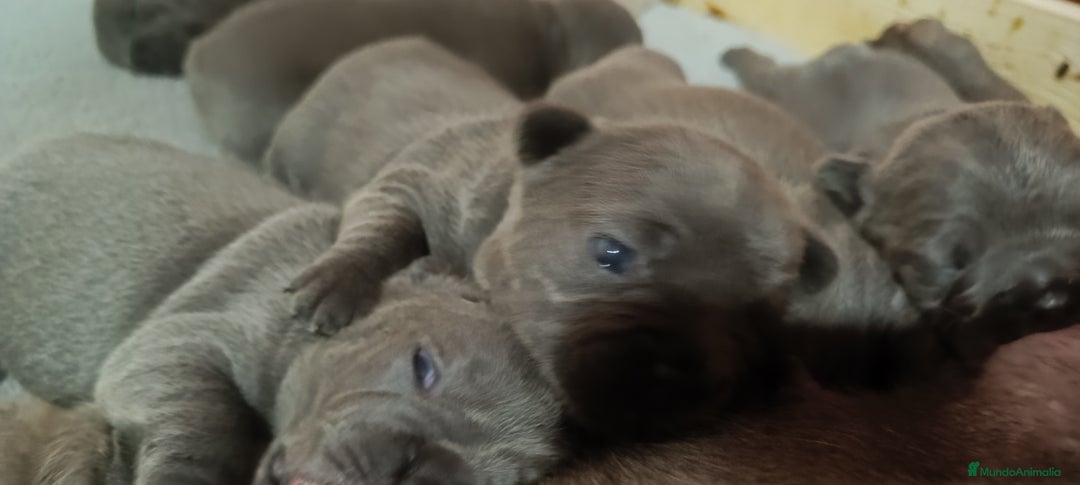 Bulldog Francés perros en venta: Bulldog francés  en León - Imagen 7