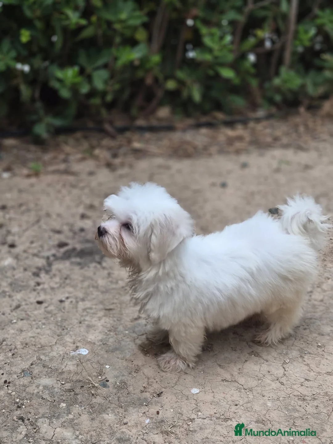 Bichón Maltés perros en venta: Bichón maltés  - Anuncio 1