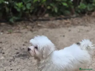 Bichón Maltés perros Bichón maltés - Anuncio 1