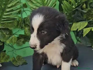 Border Collie perros Excelente cachorro border collie - Anuncio 19