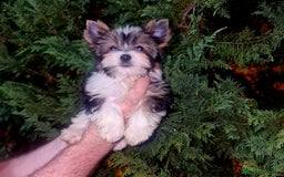 Biewer Yorkshire Terrier a la Pom Pon perros en venta: Yorkshire Biewer  - Imagen 2