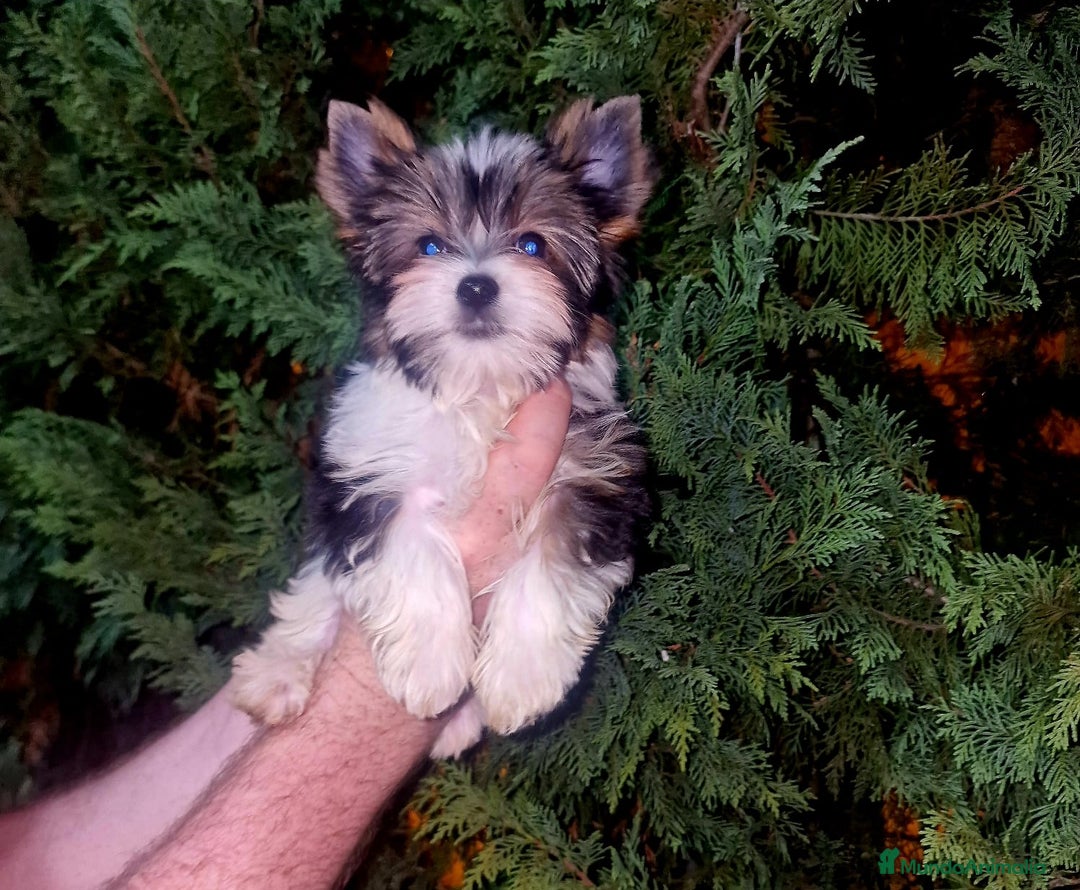 Biewer Yorkshire Terrier a la Pom Pon perros en venta: Yorkshire Biewer  - Imagen 2