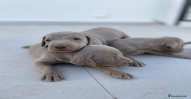 Weimaraner perros - Anuncio 4