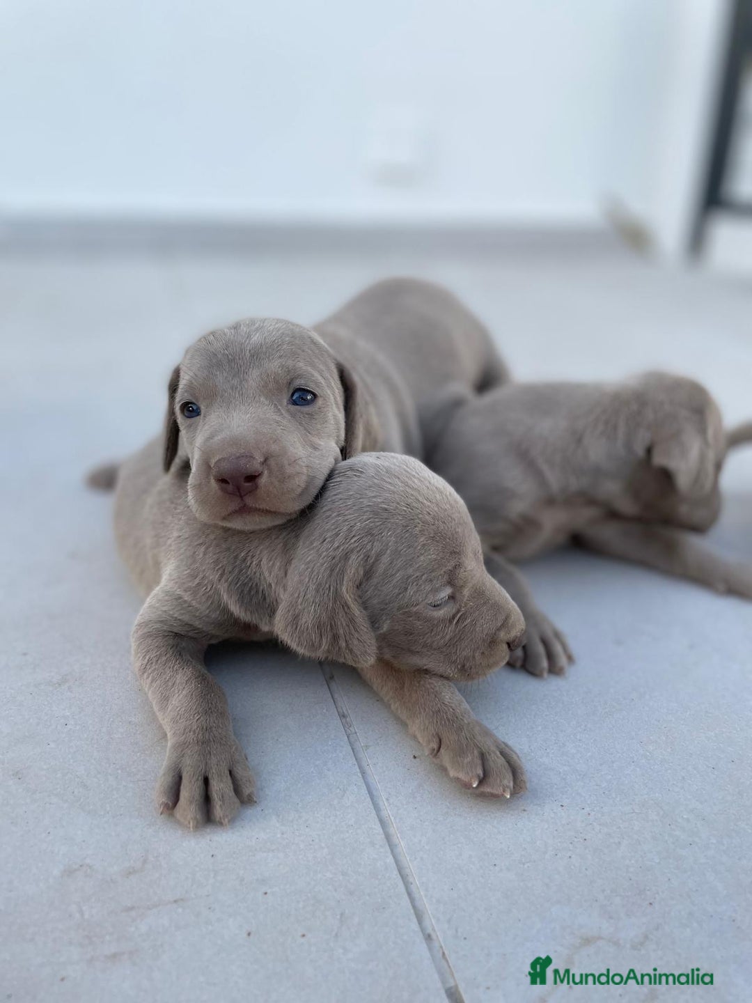 Weimaraner perros en venta: Braco de weimaner - Imagen 2