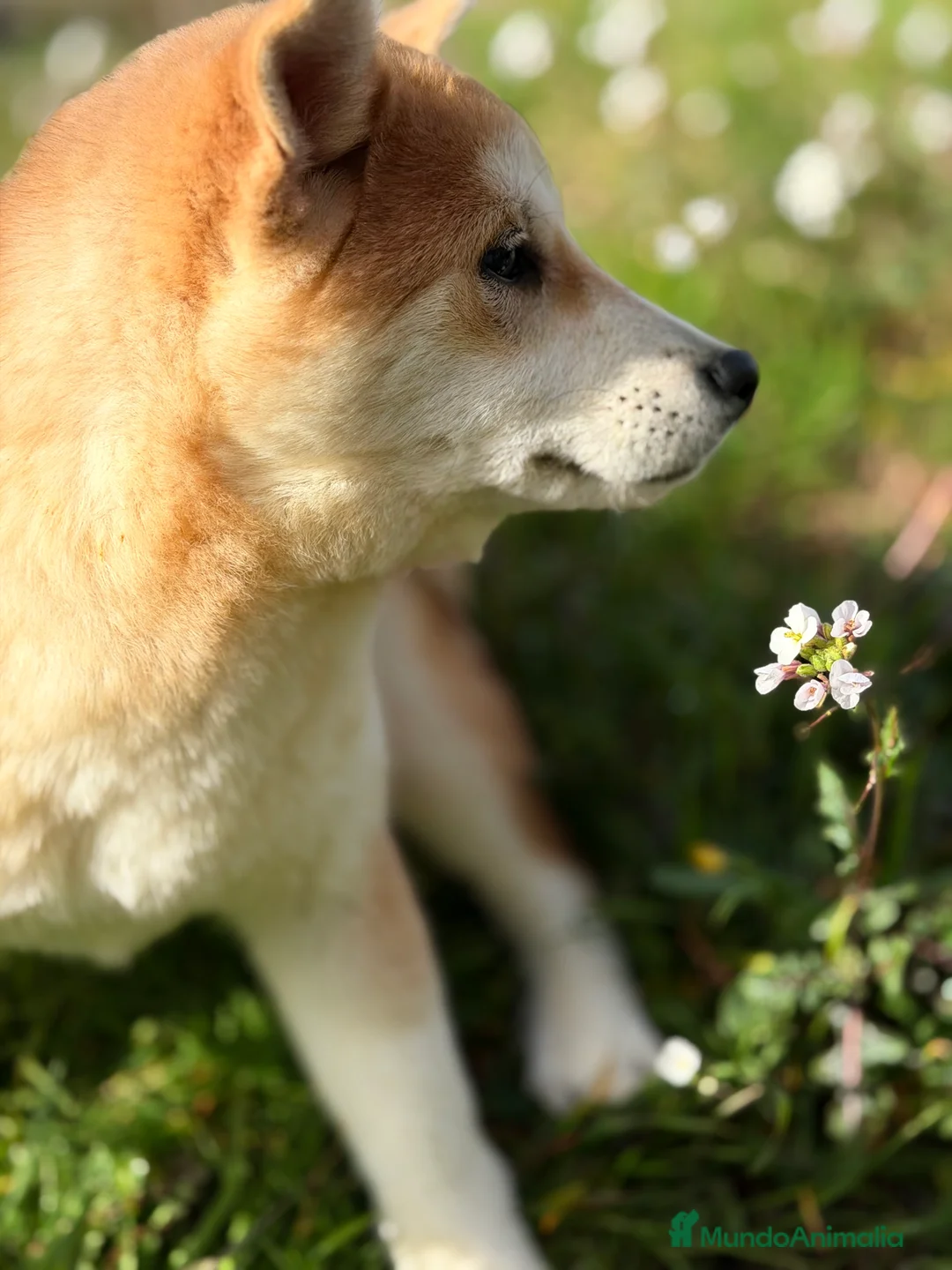 Shiba Inu perros en venta: Shiba hembra  - Anuncio 6