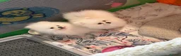 Pomerania perros en venta: Pomerania - Anuncio 2