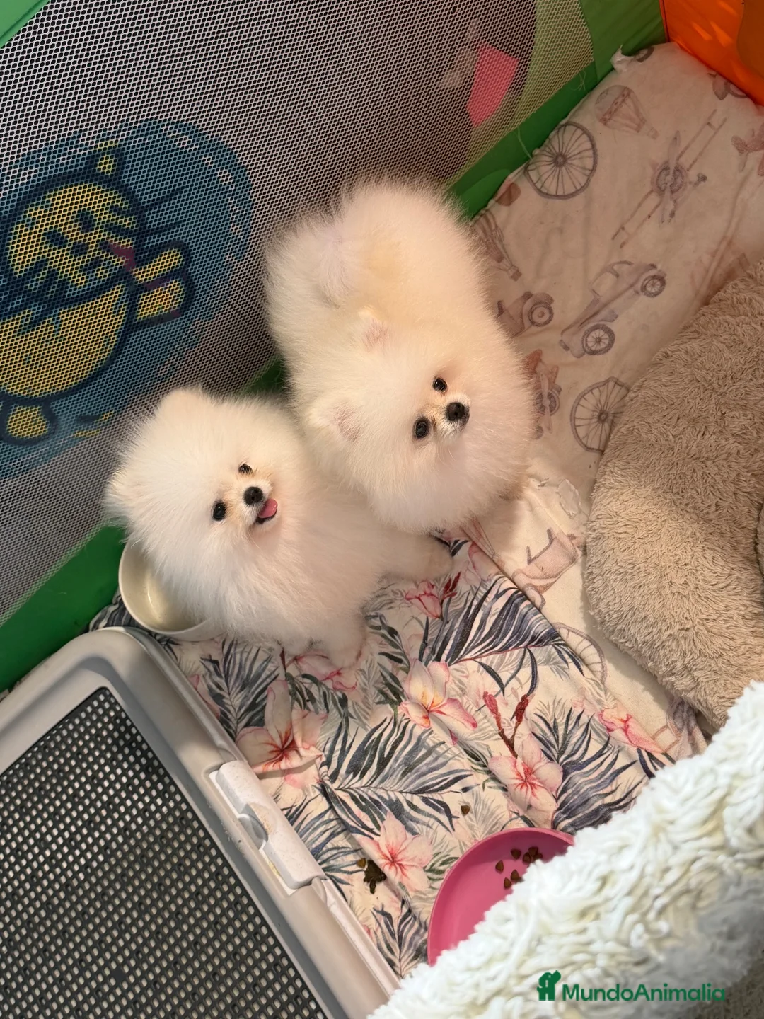 Pomerania perros en venta: Pomerania - Anuncio 2