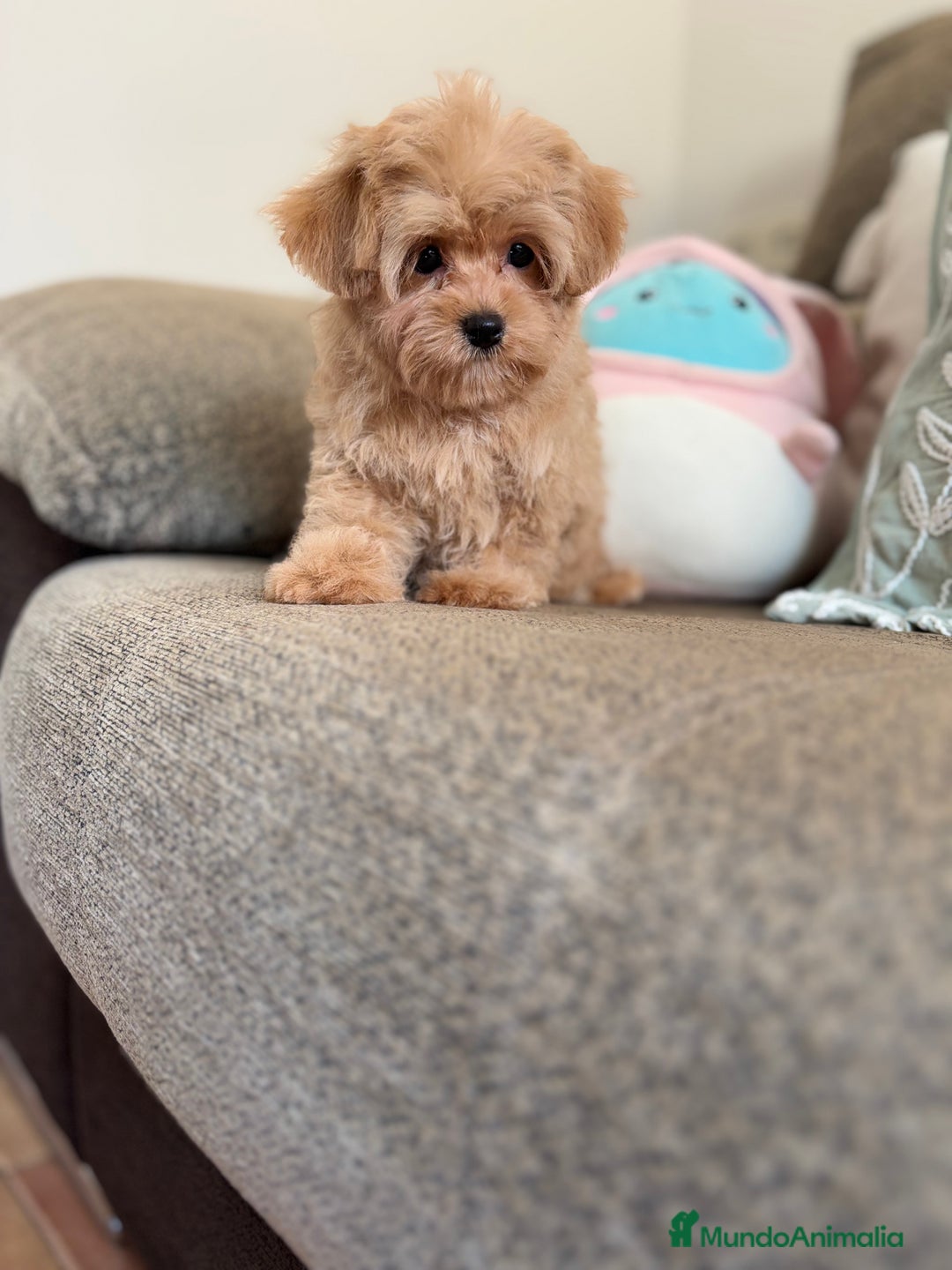 Maltipoo perros en venta: Maltipoo toy Hwmbra  - Anuncio 3