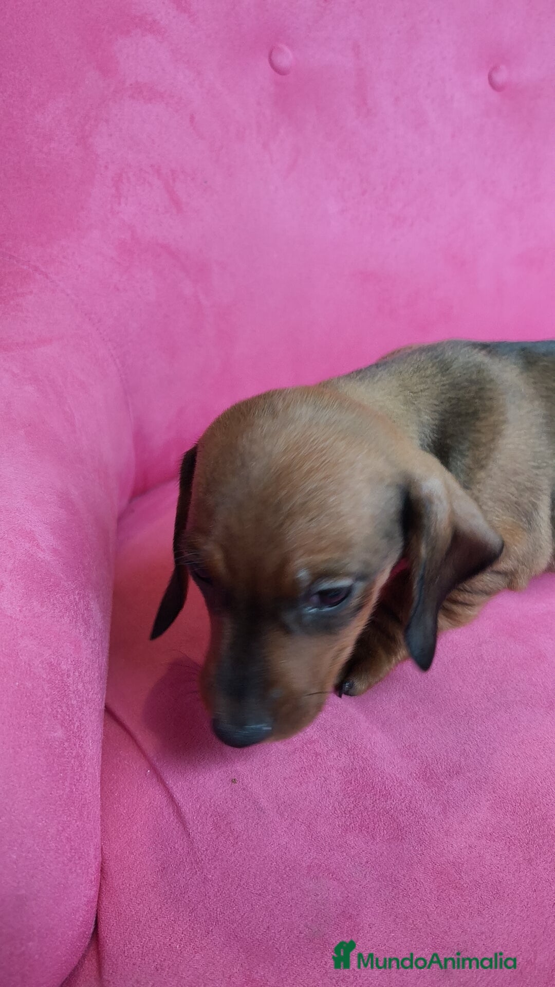 Teckel Miniatura perros en venta: Teckel mini - Anuncio 5