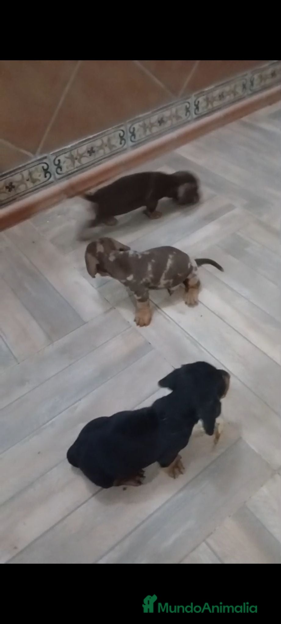 Teckel Miniatura perros Teckel kanichen  - Anuncio 2