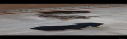 Teckel Miniatura perros en venta: Teckel kanichen  - Anuncio 1