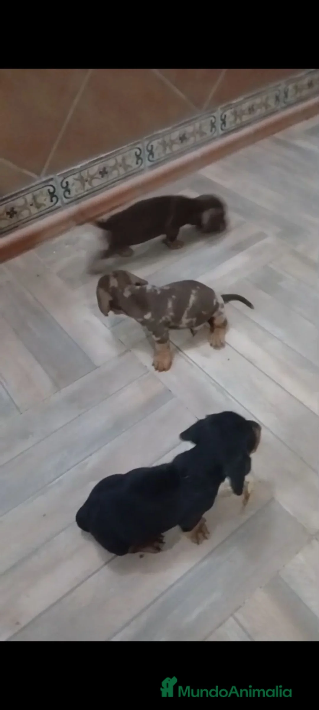 Teckel Miniatura perros en venta: Teckel kanichen  - Anuncio 1