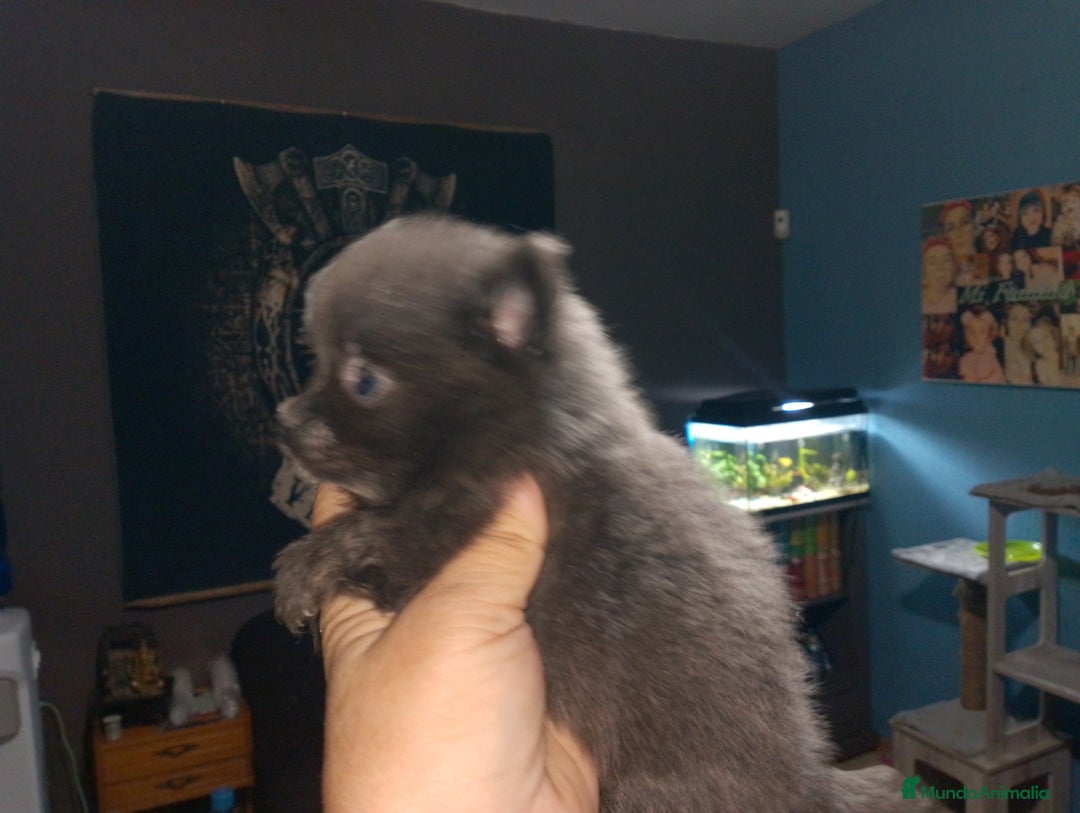 Pomerania perros en venta: Preciosas camada de pomerania  - Imagen 6