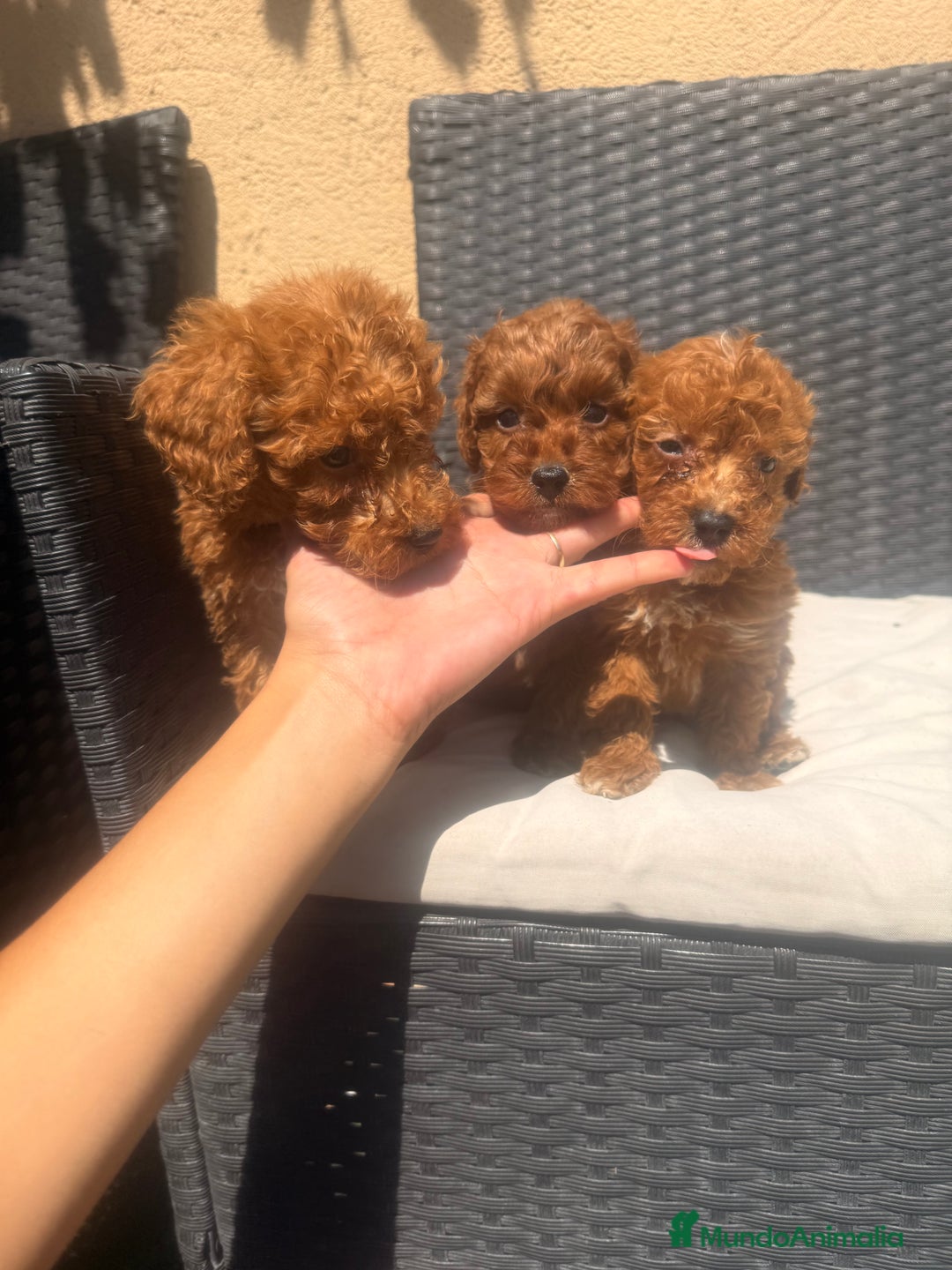 Caniche Toy perros en venta: Caniche toy - Imagen 4