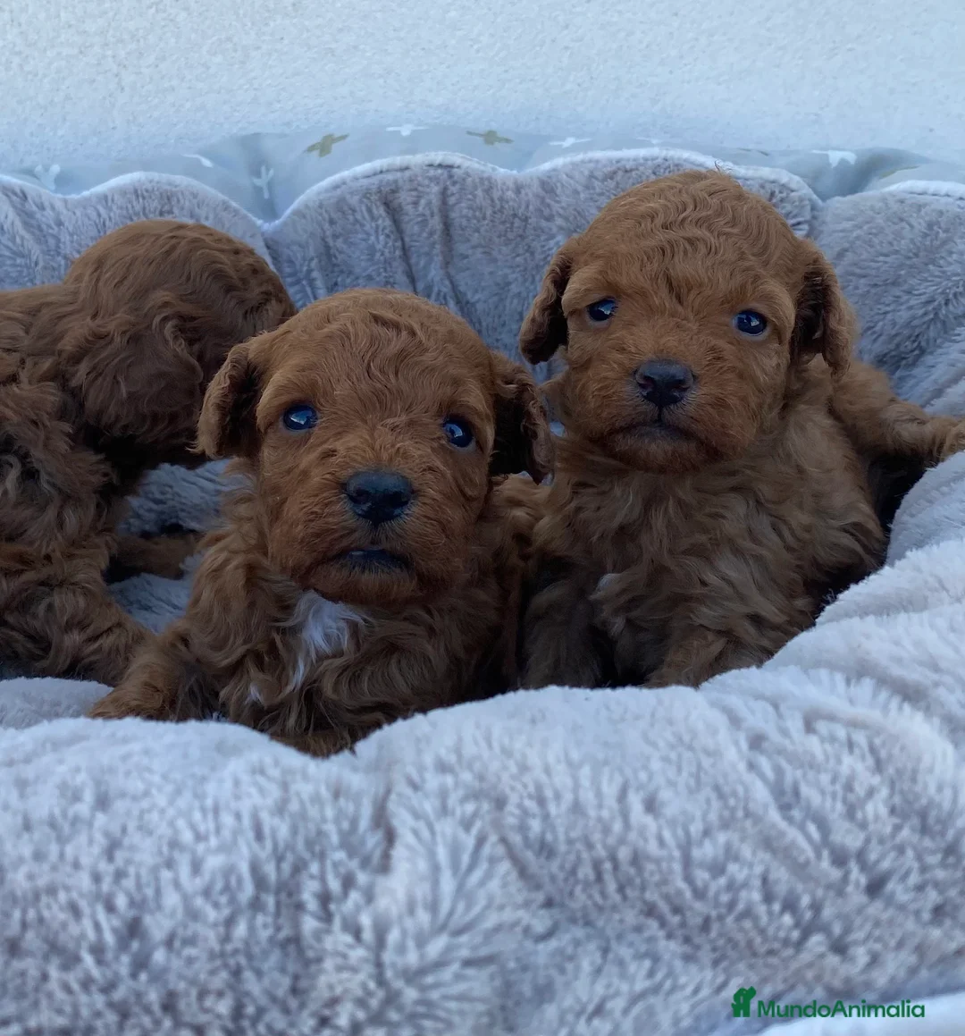 Caniche Toy perros en venta: Cachorros de Caniche toy / enano en Madrid - Anuncio 7