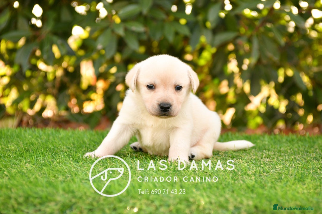 Labrador Retriever perros en venta: Cachorros de labrador dorado - Imagen 8