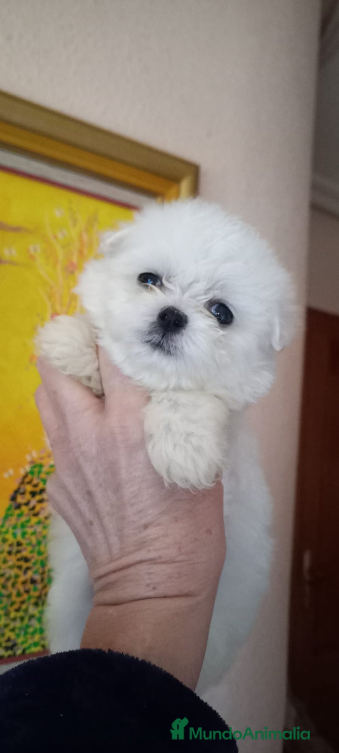 Bichón Maltés perros en venta: BICHÓN MALTES HEMBRA EXCLUSIVA  - Anuncio 3