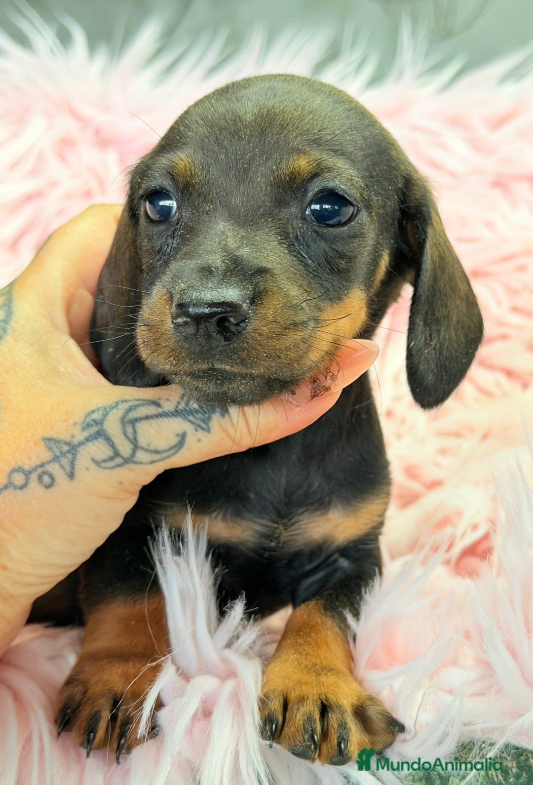 Teckel Miniatura perros en venta: Teckel hoja seca Kaninchen  - Anuncio 2