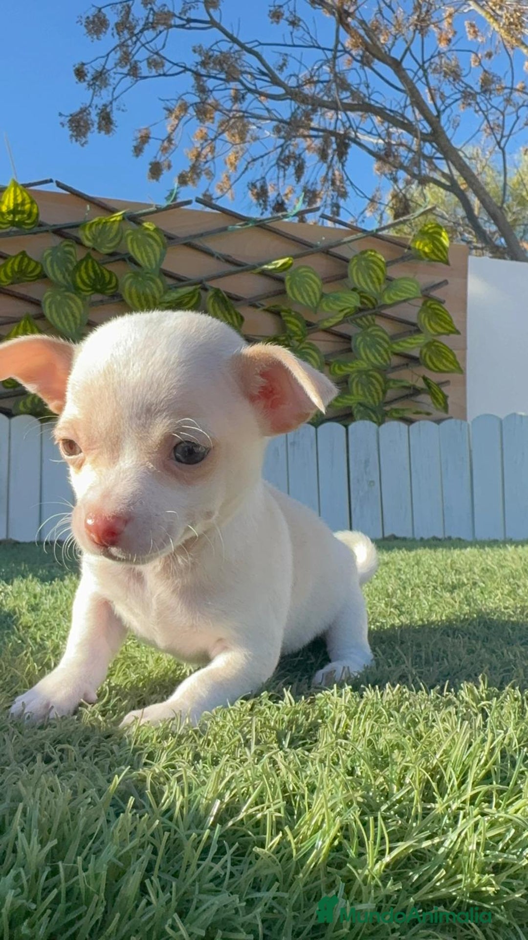 Chihuahua perros en venta: CHIHUAHUA MACHO - Anuncio 4