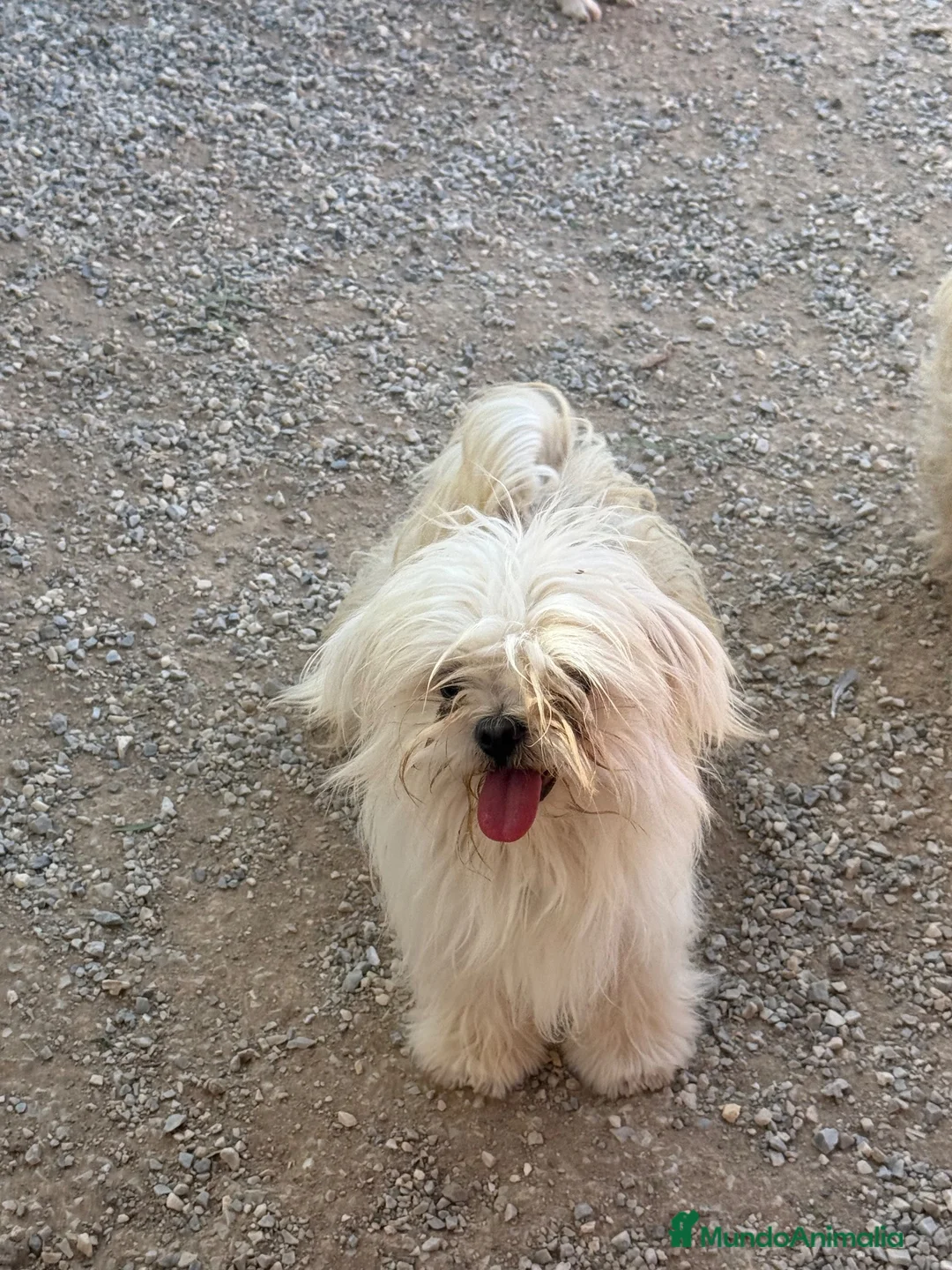 Bichón Maltés perros en venta: Bichon maltés macho 10 meses - Anuncio 3