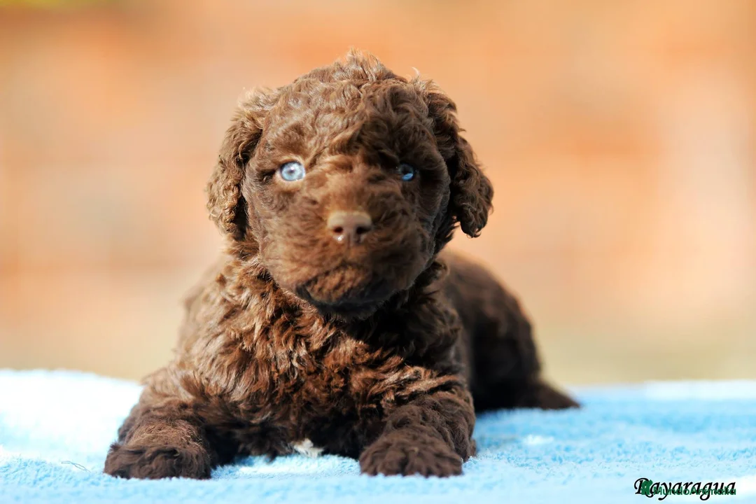 Perro de Agua Español perros en venta: Exclusiva Camada de Perro de agua Español  - Anuncio 1