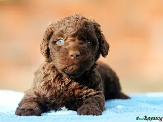 Perro de Agua Español perros Exclusiva Camada de Perro de agua Español - Anuncio 20