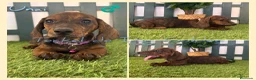 Teckel perros en venta: Teckel miniaturas atigrados - Anuncio 2